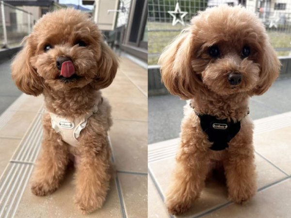 画像2: ノートルダムハーネス (2)