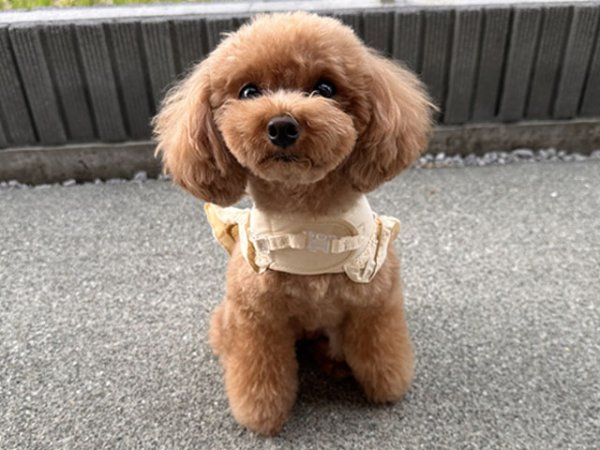 画像14: シャンブレーセットハーネス (14)