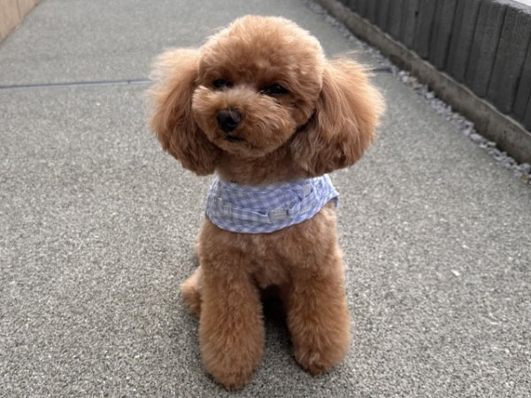 画像14: ヴィシーセットハーネス (14)