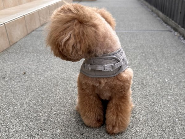 画像14: ラテセットハーネス (14)