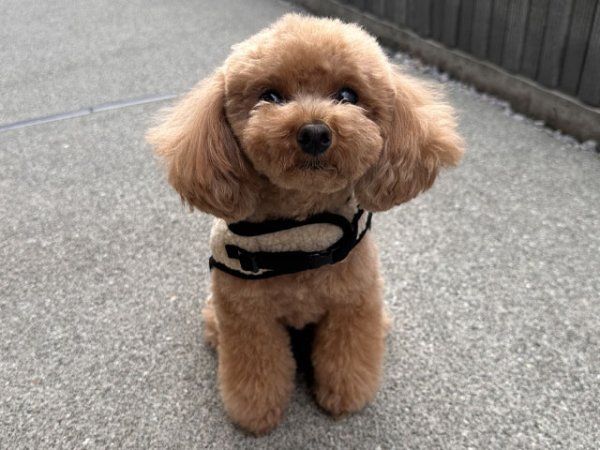 画像14: モカセットハーネス (14)