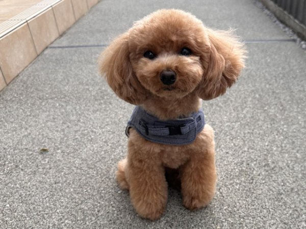 画像20: サロペットセットハーネス (20)