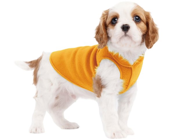 画像1: Stretch Fleece 【Cheddar】 (1)